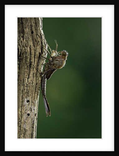 Calopteryx virgo (beautiful demoiselle) - emerging by Anonymous