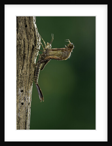 Calopteryx virgo (beautiful demoiselle) - emerging by Anonymous