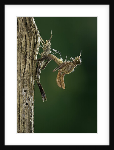 Calopteryx virgo (beautiful demoiselle) - emerging by Anonymous