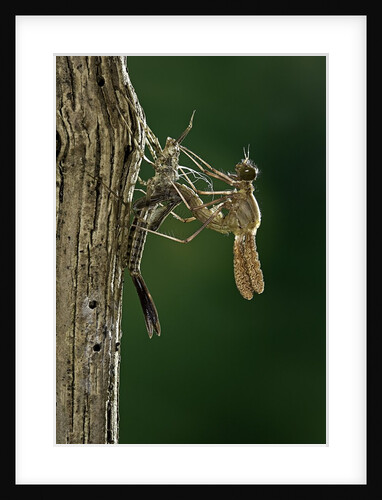 Calopteryx virgo (beautiful demoiselle) - emerging by Anonymous