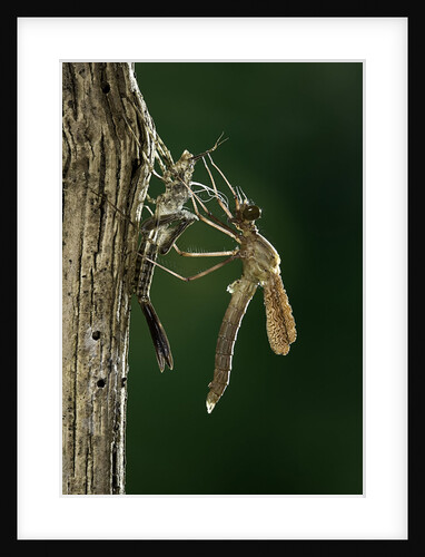 Calopteryx virgo (beautiful demoiselle) - emerging by Anonymous