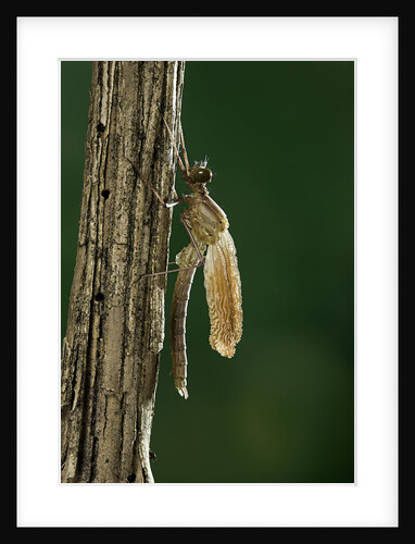 Calopteryx virgo (beautiful demoiselle) - emerging by Anonymous