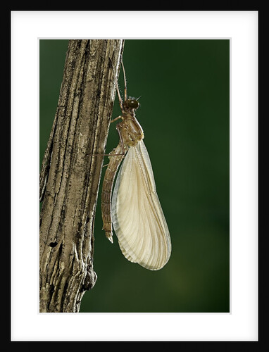 Calopteryx virgo (beautiful demoiselle) - emerging by Anonymous