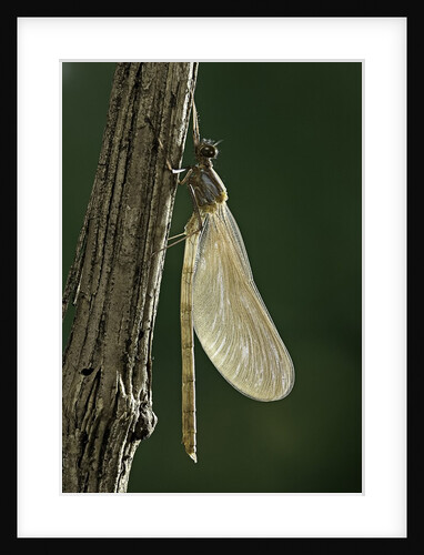 Calopteryx virgo (beautiful demoiselle) - emerging by Anonymous