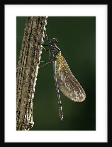 Calopteryx virgo (beautiful demoiselle) - emerging by Anonymous