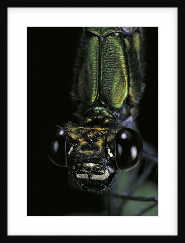 Calopteryx virgo (beautiful demoiselle) - portrait by Anonymous