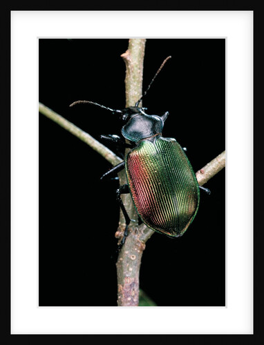 Calosoma sycophanta (forest caterpillar hunter) by Anonymous