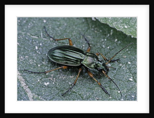 Carabus auratus (golden ground beetle) by Anonymous