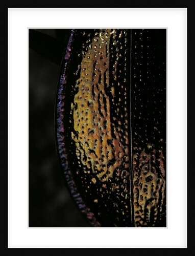 Carabus hispanus (ground beetle) by Anonymous