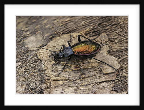 Carabus hispanus (ground beetle) by Anonymous