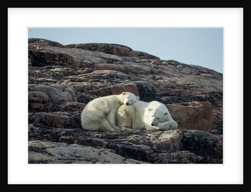 Polar Bear and Cub Resting along Hudson Bay, Nunavut, Canada by Anonymous