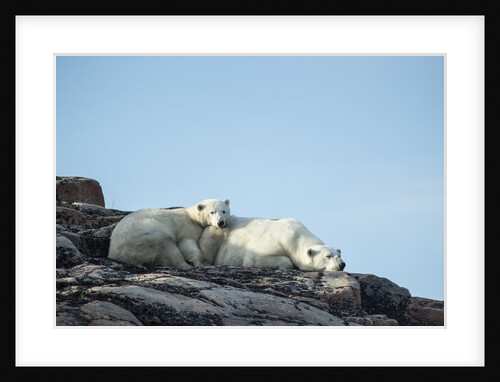 Polar Bear and Cub Resting along Hudson Bay, Nunavut, Canada by Anonymous