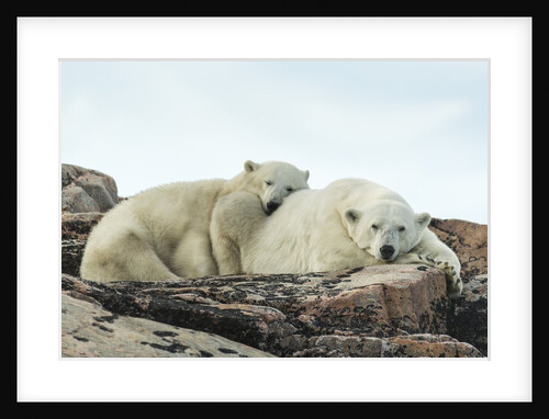 Polar Bear and Cub Resting along Hudson Bay, Nunavut, Canada by Anonymous