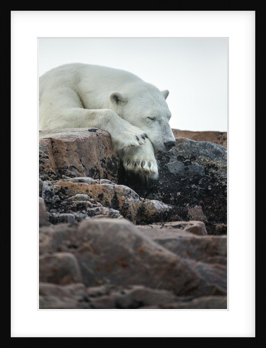 Polar Bear Sleeping along Hudson Bay, Nunavut, Canada by Anonymous