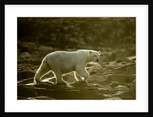 Polar Bear Walking along Hudson Bay, Nunavut, Canada by Anonymous
