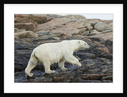 Polar Bear Walking along Hudson Bay, Nunavut, Canada by Anonymous