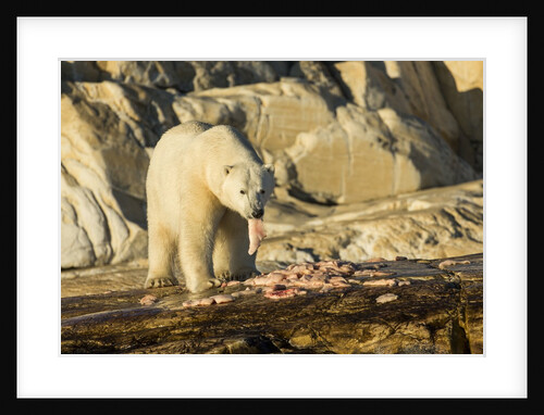 Polar Bear Feeding on Beluga Whale along Hudson Bay, Nunavut, Canada by Anonymous