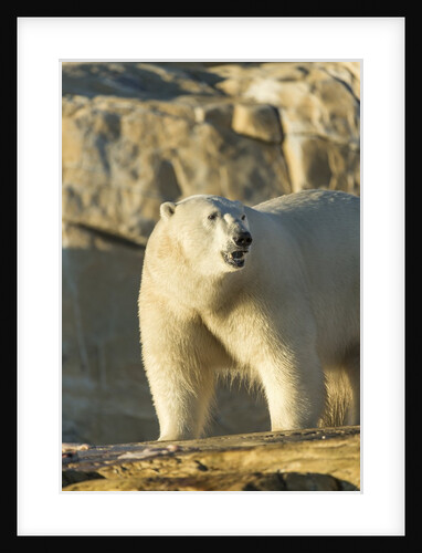 Polar Bear along Hudson Bay, Nunavut, Canada by Anonymous