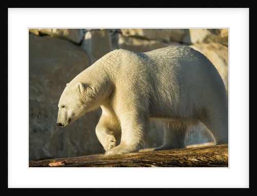 Polar Bear along Hudson Bay, Nunavut, Canada by Anonymous