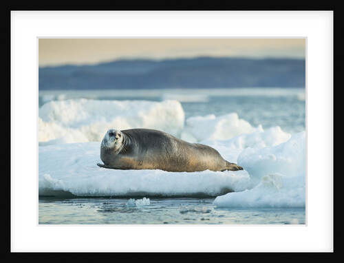 Bearded Seal, Nunavut Territory, CanadaBearded Seal on Sea Ice in Hudson Bay, Nunavut, Canada by Anonymous