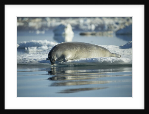Bearded Seal Dives from Sea Ice in Hudson Bay, Nunavut, Canada by Anonymous