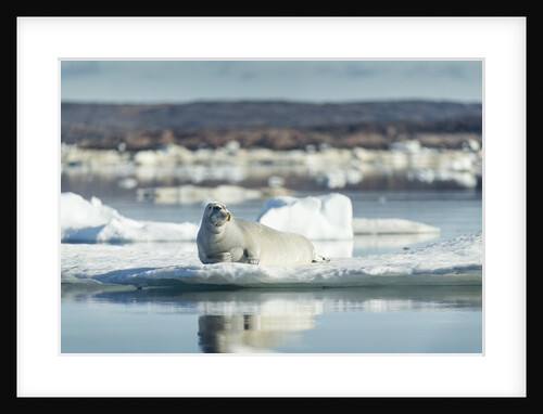 Bearded Seal on Sea Ice in Hudson Bay, Nunavut, Canada by Anonymous