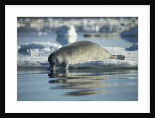 Bearded Seal Dives from Sea Ice in Hudson Bay, Nunavut, Canada by Anonymous