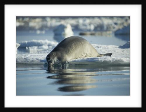 Bearded Seal Dives from Sea Ice in Hudson Bay, Nunavut, Canada by Anonymous