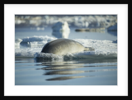 Bearded Seal Dives from Sea Ice in Hudson Bay, Nunavut, Canada by Anonymous