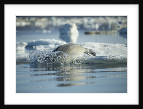 Bearded Seal Dives from Sea Ice in Hudson Bay, Nunavut, Canada by Anonymous