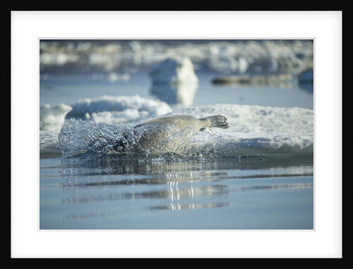 Bearded Seal Dives from Sea Ice in Hudson Bay, Nunavut, Canada by Anonymous