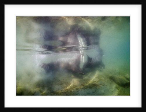 Underwater Walrus and Calf in Hudson Bay, Nunavut, Canada by Anonymous
