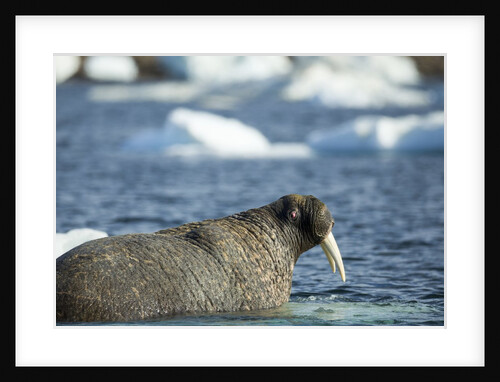 Walrus and Sea Ice in Hudson Bay, Nunavut, Canada by Anonymous