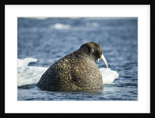 Walrus and Sea Ice in Hudson Bay, Nunavut, Canada by Anonymous