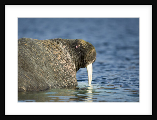 Walrus in Hudson Bay, Nunavut, Canada by Anonymous