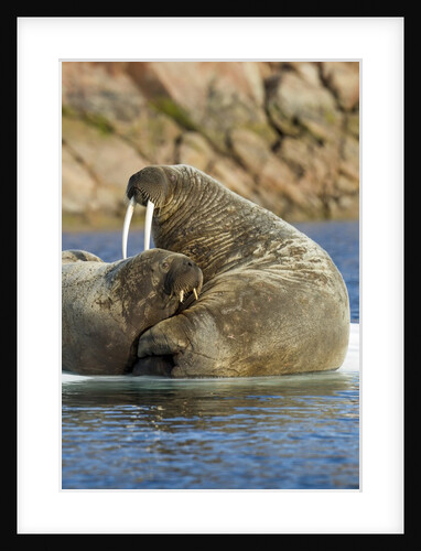 Walrus and Calf in Hudson Bay, Nunavut, Canada by Anonymous