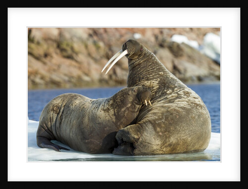Walrus and Calf in Hudson Bay, Nunavut, Canada by Anonymous
