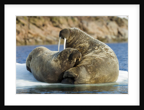 Walrus and Calf in Hudson Bay, Nunavut, Canada by Anonymous