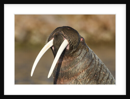 Walrus Displays Tusks along Hudson Bay, Nunavut, Canada by Anonymous