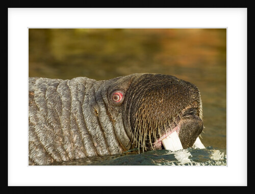 Walrus Displays Tusks along Hudson Bay, Nunavut, Canada by Anonymous