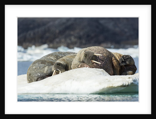 Walrus Sleeping on Ice in Hudson Bay, Nunavut, Canada by Anonymous