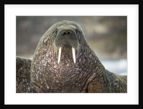 Walrus on Ice in Hudson Bay, Nunavut, Canada by Anonymous