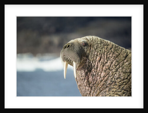 Walrus Resting on Ice in Hudson Bay, Nunavut, Canada by Anonymous