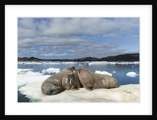 Walrus Resting on Ice in Hudson Bay, Nunavut, Canada by Anonymous