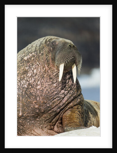 Walrus on Ice in Hudson Bay, Nunavut, Canada by Anonymous
