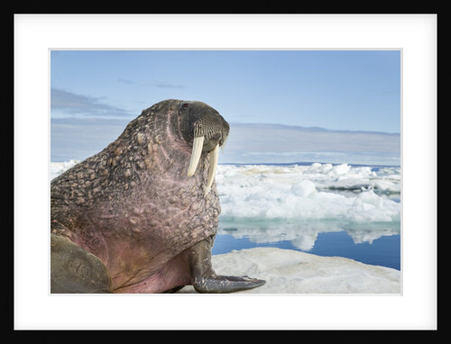Walrus Resting on Ice in Hudson Bay, Nunavut, Canada by Anonymous