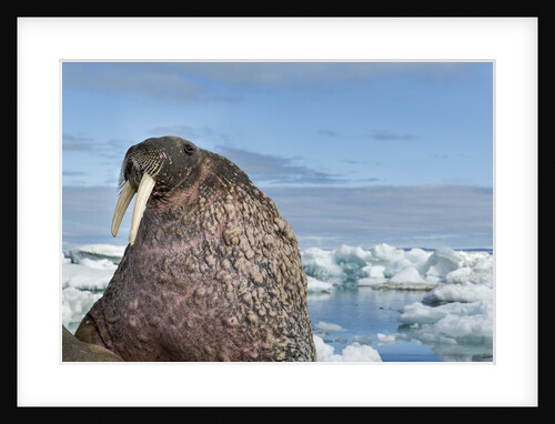 Walrus Resting on Ice in Hudson Bay, Nunavut, Canada by Anonymous