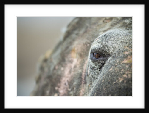 Close-up of Walrus Eye, Hudson Bay, Nunavut, Canada by Anonymous