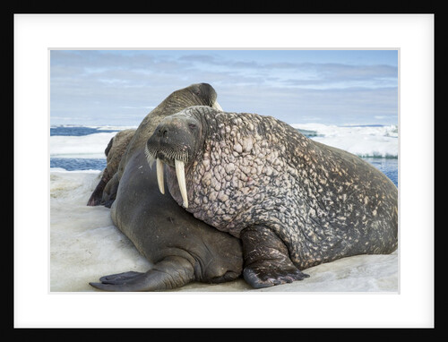 Walrus Resting on Ice in Hudson Bay, Nunavut, Canada by Anonymous
