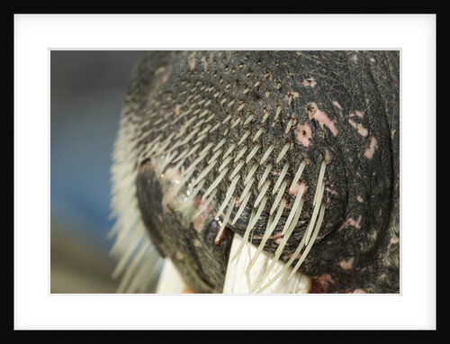 Close-up of Walrus Muzzle, Hudson Bay, Nunavut, Canada by Anonymous